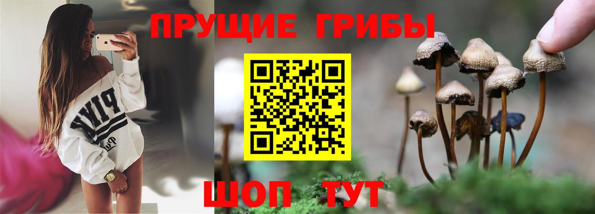 Галлюциногенные грибы Psilocybine cubensis Ялуторовск